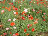 Poppy meadow_2 